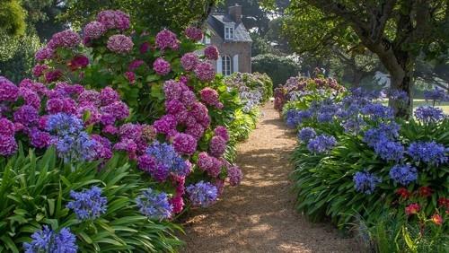 Μονοπάτι κήπου με πολύχρωμες ορτανσίες οδηγεί στο ρουστίκ σπίτι