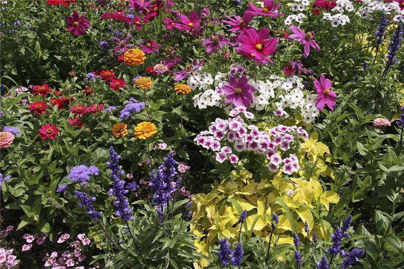 Λουλούδια συντήρησης κήπου για το καλοκαίρι