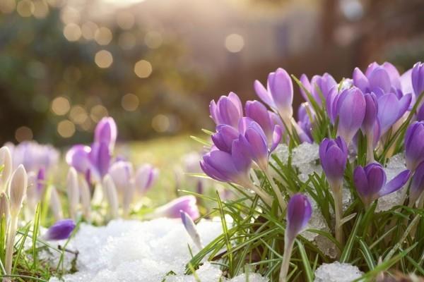 Συντήρηση κήπου χιόνι και λουλούδια