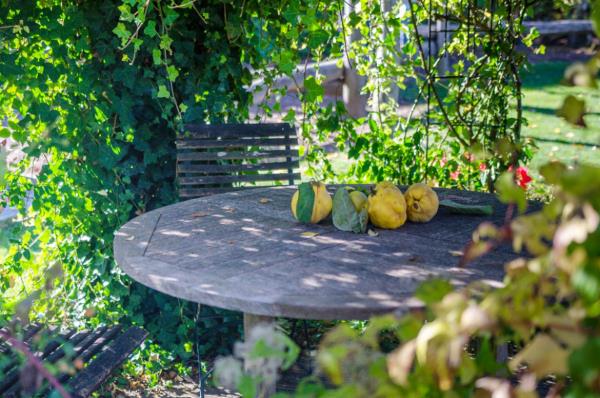 Συμβουλές κήπου για όλους Καθιστικό στο πράσινο κυδώνι στο τραπέζι