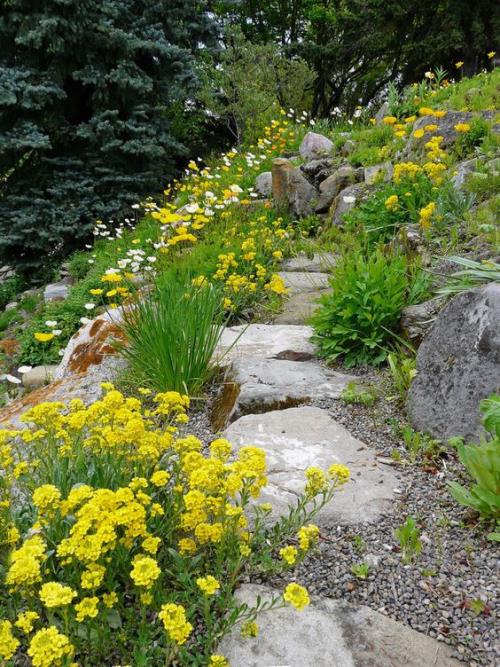 Πέτρινα μονοπάτια κήπου φυσική όμορφη εμφάνιση πέτρες άγρια ​​φυτά