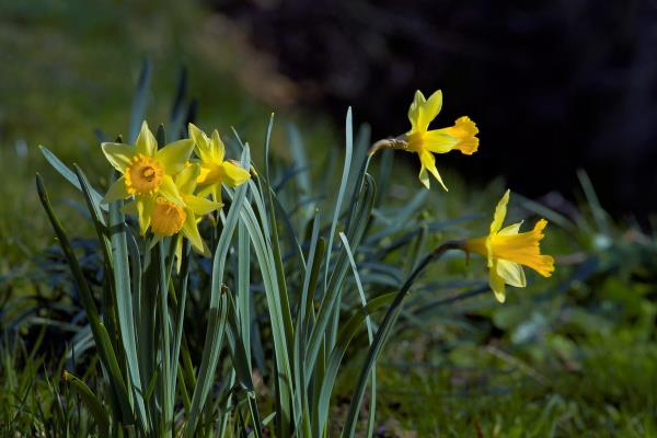 Ο μήνας γέννησης που ταιριάζει με κίτρινα νάρκισσους στον κήπο συμβολίζει την αγάπη για τον εαυτό σας