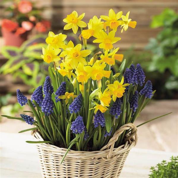 Μήνας γέννησης που ταιριάζει με κίτρινα νάρκισσους λουλουδιών όμορφα τοποθετημένα στο καλάθι