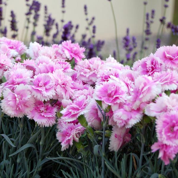 Μήνας γέννησης που ταιριάζει με ροζ γαρίφαλα λουλουδιών στον κήπο για τον Γενάρη