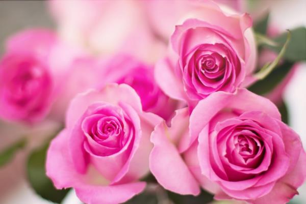 Ο μήνας γέννησης ταιριάζει με λουλούδια ροζ τριαντάφυλλα σύμβολο της θηλυκής νεότητας και της χάρης