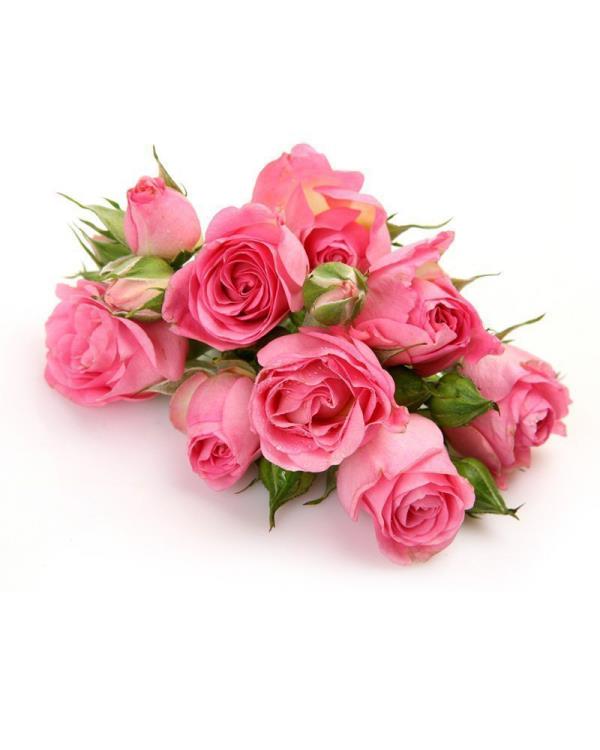 Ο μήνας γέννησης ταιριάζει με ροζ τριαντάφυλλα λουλουδιών σύμβολο της γυναικείας νεότητας και ομορφιάς