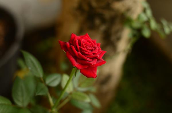 Μήνας γέννησης που ταιριάζει με λουλούδι κόκκινο τριαντάφυλλο στον κήπο αιώνιο σύμβολο της αγάπης