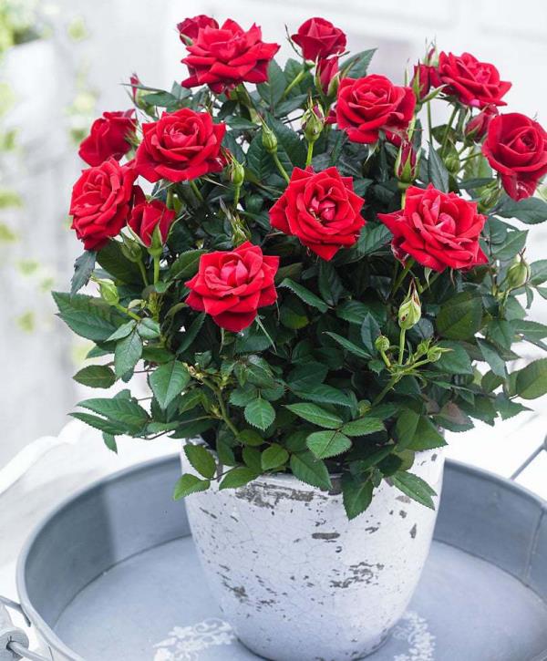 Ο μήνας γέννησης ταιριάζει με λουλούδια κόκκινα τριαντάφυλλα στον κήπο φυσική ομορφιά για τον Ιούνιο