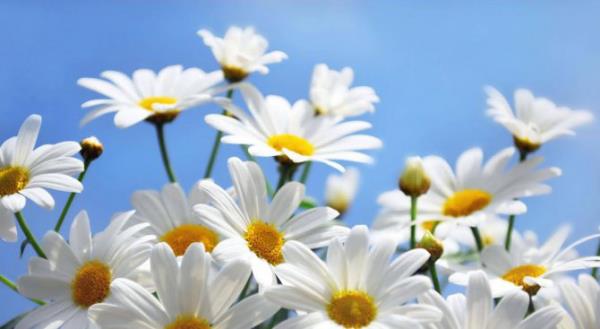Μήνας γέννησης που ταιριάζει με λευκές μαργαρίτες λουλουδιών για όλους τους Απριλίου γεννημένους