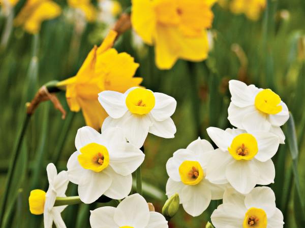 Ο μήνας γέννησης που ταιριάζει με λουλούδια λευκά και κίτρινα νάρκισσους στον κήπο αντιπροσωπεύουν μια νέα αρχή και κουράγιο τυπικό για όσους γεννήθηκαν τον Μάρτιο