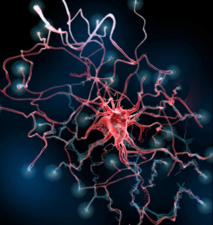 Η προπόνηση μνήμης διαμορφώνει τα κύτταρα νεύρων κατάρτισης