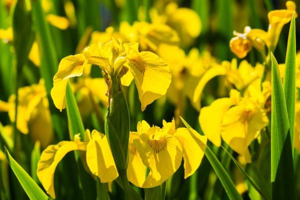 Κίτρινα ανοιξιάτικα λουλούδια για τον κήπο και το μπαλκόνι - ηλιόλουστα είδη και συμβουλές φροντίδας Iris pseudacorus κίτρινο