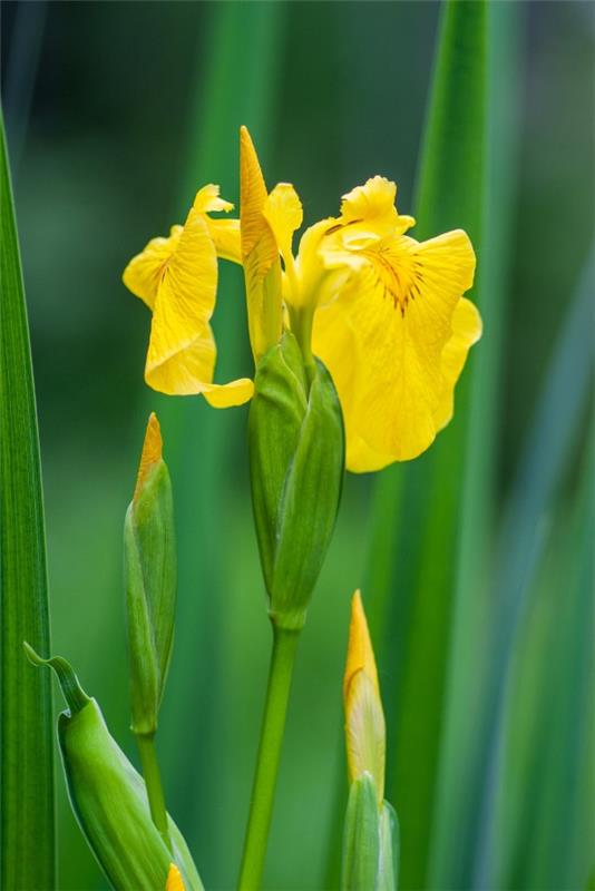 Κίτρινα ανοιξιάτικα λουλούδια για τον κήπο και το μπαλκόνι - ηλιόλουστα είδη και συμβουλές φροντίδας Iris pseudacorus