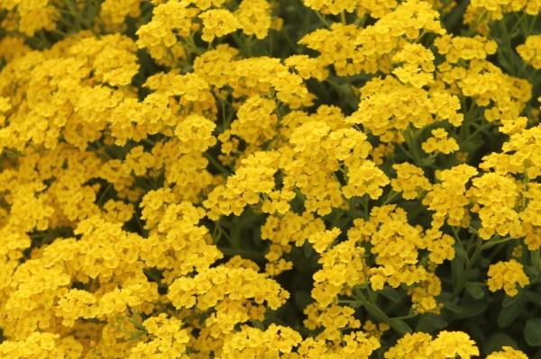 Κίτρινα ανοιξιάτικα λουλούδια για τον κήπο και το μπαλκόνι - ηλιόλουστα είδη και συμβουλές φροντίδας ροκ πέτρα βότανο κήπο