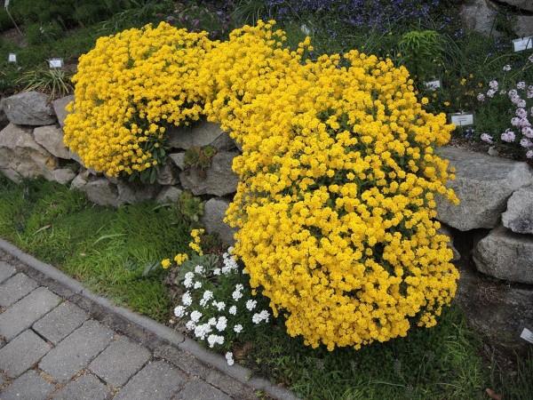 Κίτρινα ανοιξιάτικα λουλούδια για τον κήπο και το μπαλκόνι - ηλιόλουστα είδη και συμβουλές φροντίδας ροκ πέτρα βότανο κίτρινο