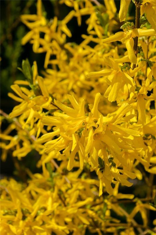 Κίτρινα ανοιξιάτικα λουλούδια για τον κήπο και το μπαλκόνι - ηλιόλουστα είδη και συμβουλές φροντίδας προάγγελοι της ανοιξιάτικης φορσυθίας