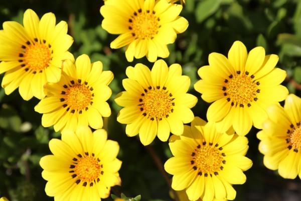Κίτρινα ανοιξιάτικα λουλούδια για τον κήπο και το μπαλκόνι - ηλιόλουστοι τύποι και συμβουλές φροντίδας κίτρινα λουλούδια στον κήπο