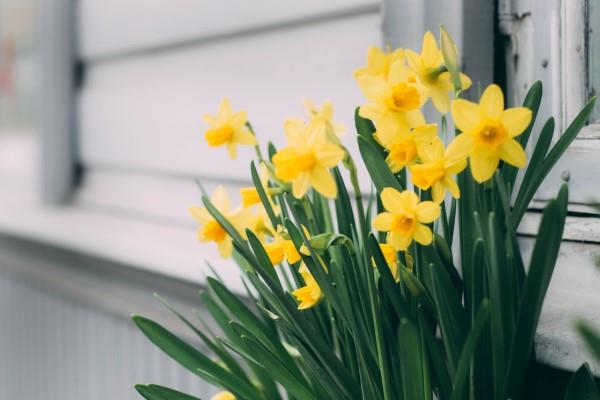 Κίτρινα ανοιξιάτικα λουλούδια για τον κήπο και το μπαλκόνι - ηλιόλουστοι τύποι και συμβουλές φροντίδας