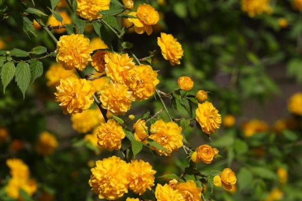 Κίτρινα ανοιξιάτικα λουλούδια για τον κήπο και το μπαλκόνι - ηλιόλουστοι τύποι και συμβουλές φροντίδας Ιαπωνικά άνθη τριαντάφυλλου