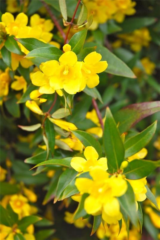 Κίτρινα ανοιξιάτικα λουλούδια για τον κήπο και το μπαλκόνι - ηλιόλουστα είδη και συμβουλές φροντίδας jessamine λουλούδια τέχνη