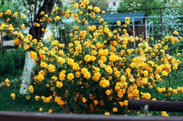 Κίτρινα ανοιξιάτικα λουλούδια για τον κήπο και το μπαλκόνι - ηλιόλουστα είδη και συμβουλές φροντίδας φυτά τριαντάφυλλου kerria japonica