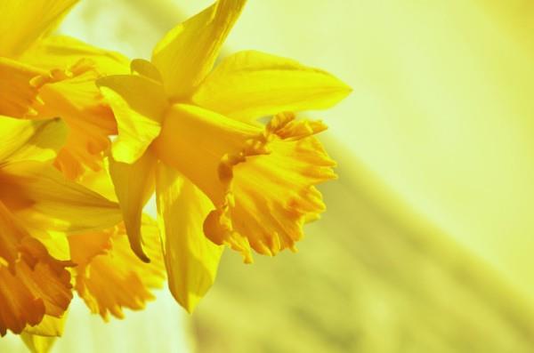 Κίτρινα ανοιξιάτικα λουλούδια για τον κήπο και το μπαλκόνι - ηλιόλουστα είδη και συμβουλές φροντίδας κίτρινοι νάρκισσοι