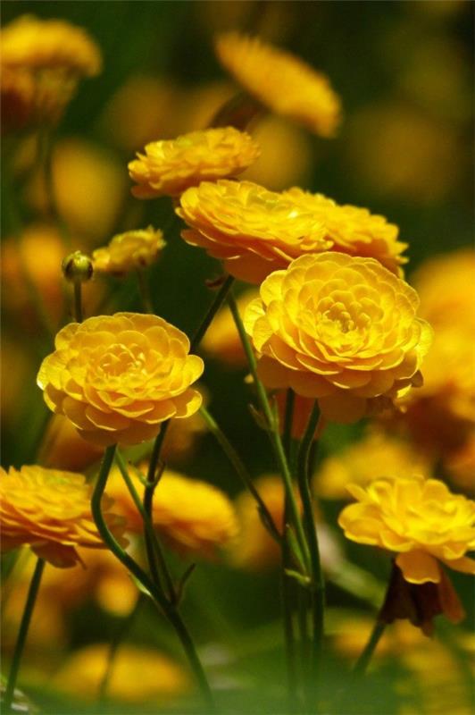 Κίτρινα ανοιξιάτικα λουλούδια για τον κήπο και το μπαλκόνι - ηλιόλουστα είδη και συμβουλές φροντίδας ranunculus στον κήπο