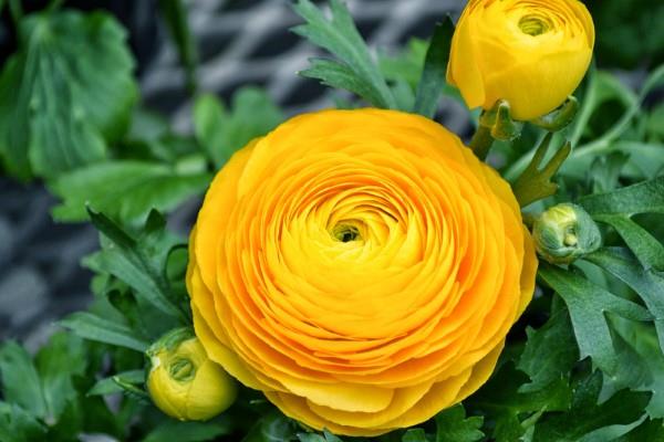 Κίτρινα ανοιξιάτικα λουλούδια για τον κήπο και το μπαλκόνι - ηλιόλουστα είδη και συμβουλές φροντίδας τρέχουν στον κήπο και σε γλάστρες