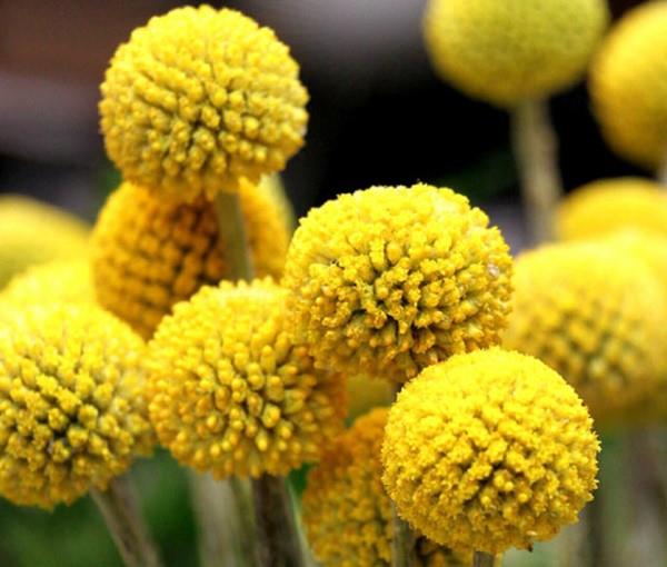 Κίτρινα ανοιξιάτικα λουλούδια για τον κήπο και το μπαλκόνι - ηλιόλουστοι τύποι και συμβουλές φροντίδας λουλούδι τυμπάνου Craspedia