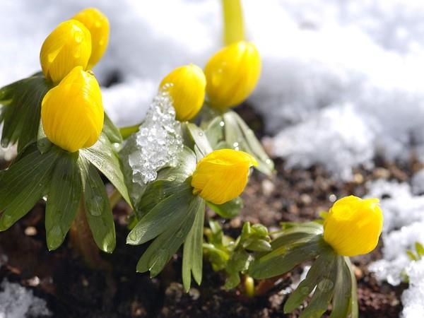 Κίτρινα ανοιξιάτικα λουλούδια για τον κήπο και το μπαλκόνι - ηλιόλουστα είδη και συμβουλές φροντίδας winterlinge Eranthis