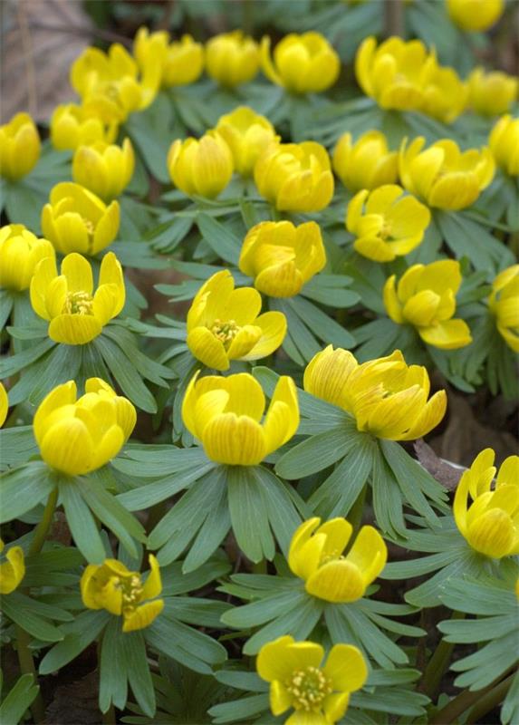Κίτρινα ανοιξιάτικα λουλούδια για τον κήπο και το μπαλκόνι - ηλιόλουστα είδη και συμβουλές φροντίδας winterlinge ανοιξιάτικοι προάγγελοι της άνοιξης
