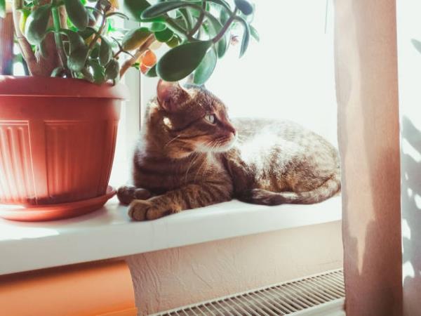 Συμβουλές φροντίδας δέντρων, ασήμαντα και Feng Shui κανόνες γάτες κατοικίδια ζώα δηλητηριώδη