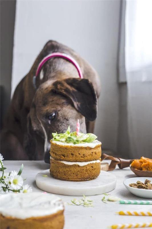Υγιείς ιδέες συνταγής για μπισκότα σκύλων που θα κάνουν το Bello ευτυχισμένο εύκολο κέικ για σκύλο