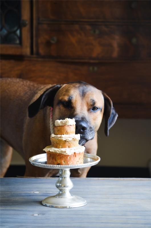 Υγιεινές ιδέες συνταγής για μπισκότα σκύλων που θα κάνουν τις ιδέες του κέικ για την ευτυχισμένη μέρα του Bello