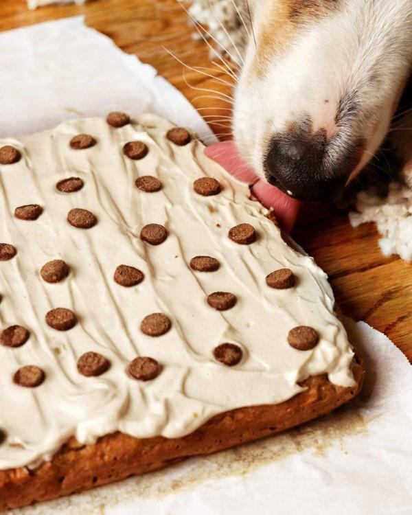 Υγιεινές ιδέες συνταγής για κέικ σκύλων που κάνουν το κέικ χαρούμενου σκύλου Bello απλά νόστιμο