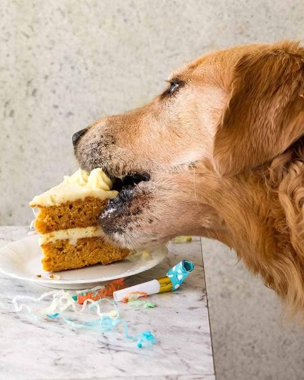 Υγιεινές ιδέες συνταγής για κέικ σκύλων που κάνουν το Bello happy dog ​​cake νόστιμο χρυσό
