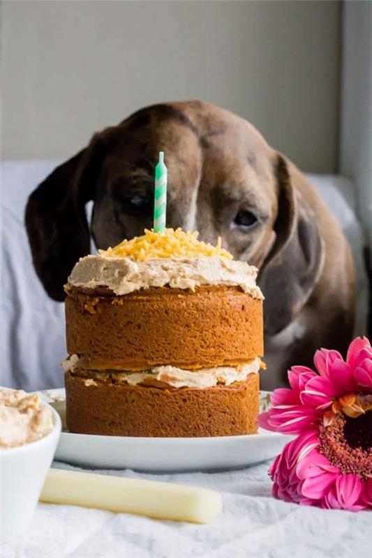 Υγιεινές ιδέες συνταγής για κέικ σκύλων που θα κάνουν ευτυχισμένες ιδέες για μίνι κέικ Bello