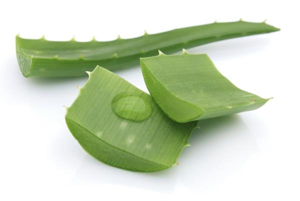 Μπαχαρικό και φαρμακευτικό φυτό aloe vera φαρμακευτικό φυτό βότανο κήπο