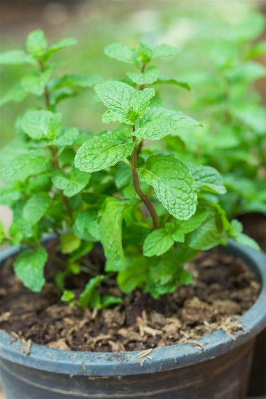 Το καρύκευμα μέντας και το φαρμακευτικό φυτό καλλιεργούν τον κήπο με βότανα