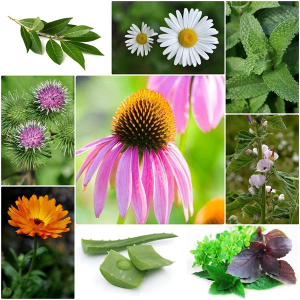 Μπαχαρικά και φαρμακευτικά φυτά βότανα μπαχαρικά κήπων φαρμακευτικά φυτά