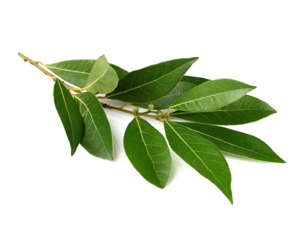 Μπαχαρικά και φαρμακευτικά φυτά βότανα μπαχαρικά μπαχαρικά εφέ φύλλα δάφνης