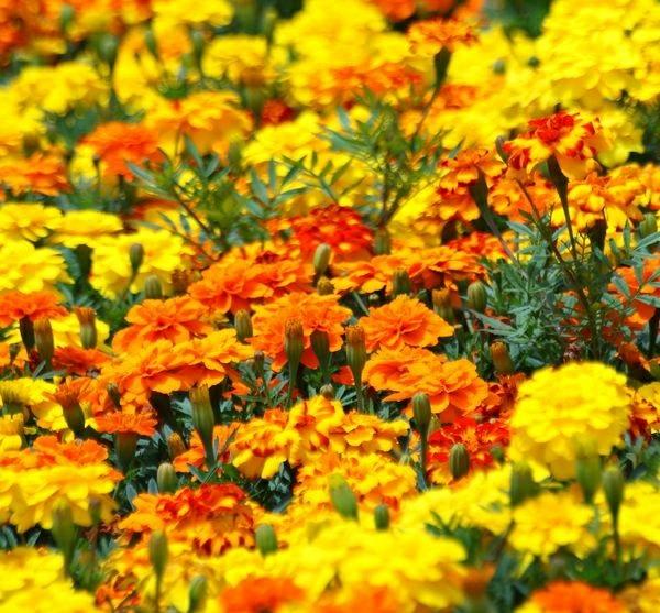 Μπαχαρικά φαρμακευτικά φυτά βότανα κήπου κατιφέδες λουλούδια πεδίου