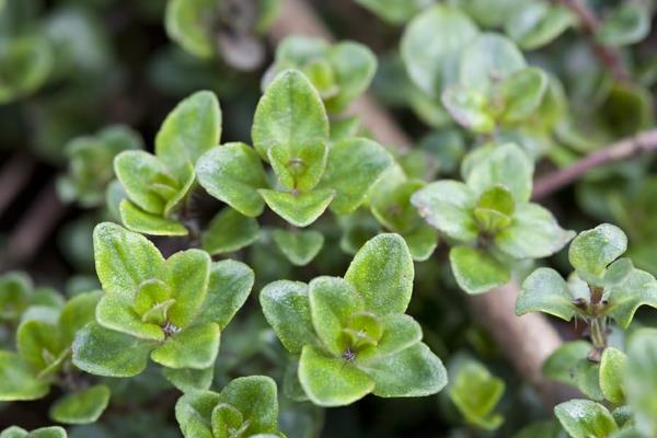 Μπαχαρικό και φαρμακευτικό φυτό θυμάρι φυτό βότανο κήπο