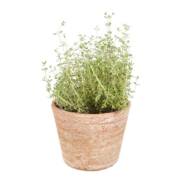 Μπαχαρικό και φαρμακευτικό φυτό θυμάρι φυτό εσωτερικού χώρου βότανο