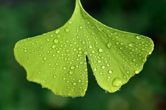 Δέντρο Ginkgo Φύλλο Ginkgo μορφή fan tree