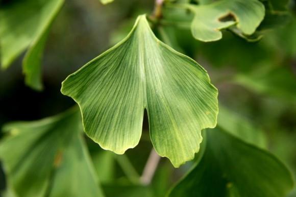 Δέντρο Ginkgo σχήμα φύλλου Ginkgo