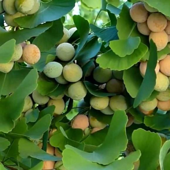 Ginkgo Tree Ginkgo Αφήνει Φρούτα και Σπόρους Ginkgo