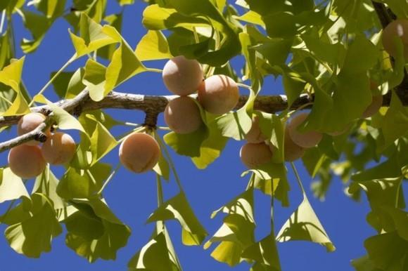 Ginkgo Tree Ginkgo Leaves Ginkgo Fruits Θηλυκό Ginkgo Biloba Tree