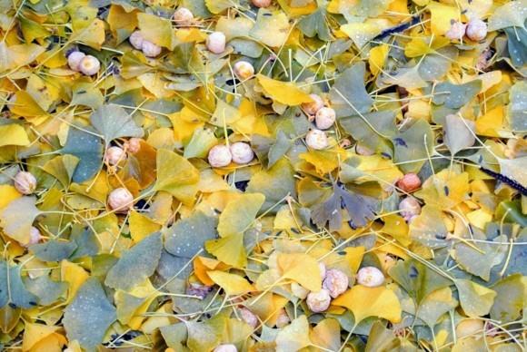 Ginkgo Tree Ginkgo Leaves Ginkgo Fruits