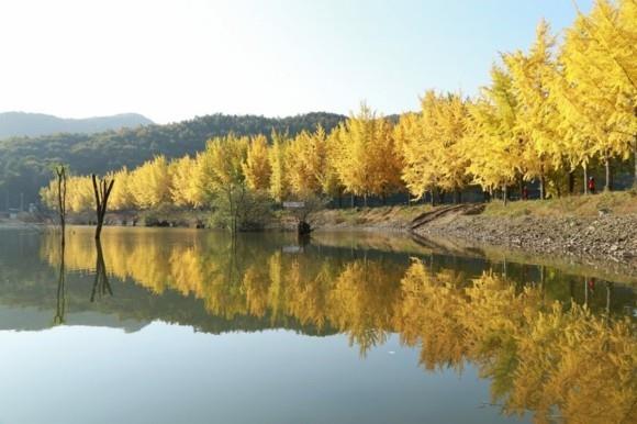 Ginkgo Tree Ginkgo Leaves Ginkgo Golden Landscape